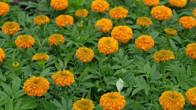 Tagetes. Marigold. Blooming orange-yellow flower heads and green leaves. Closeup of orange marigold flowers in full bloom and foliage. Garden nature background. Ornamental flowering plants. Flowerbed