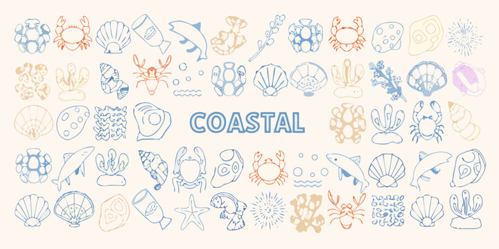 Coastal seashell and marine life line drawing collection