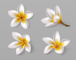 Naklejka premium Tropical frangipani flowers in white and yellow. 3d realistic plumeria blossoms, vector set isolated on background. Hawaiian spa botanical elements for exotic summer design.
