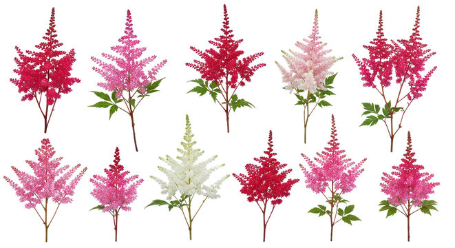 Vibrant Astilbe Flower Collection with Pink, Red, White and Purple Blooms
