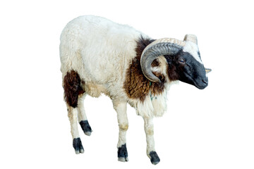 A mature ram with large curved horns isolated on transparent background © RifaldiMuhammadSalim