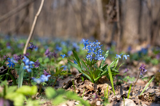 Beautiful siberian squill scilla flowers blooming in a sunny forest glade among dry leaves, spring background.