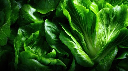Fototapeta premium An abundant cluster of fresh, vibrant green leafy vegetables is illuminated in natural light, highlighting the healthy and appetizing qualities of nutritious greens.