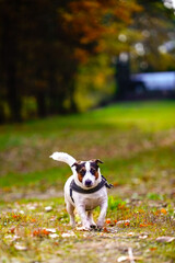 jack russell terrier © Karol