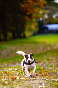 jack russell terrier