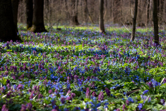 Beautiful spring forest ground covered with a vibrant carpet of blooming blue scilla squill and purple corydalis flowers.
