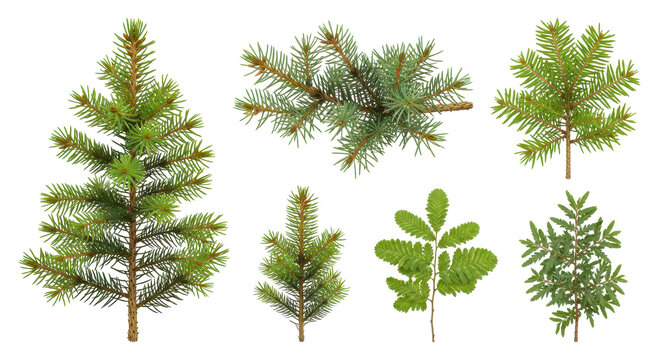 Collection of Diverse Tree Species with Coniferous and Deciduous Foliage Close-Ups