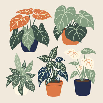 Collection of potted house plants varieties.