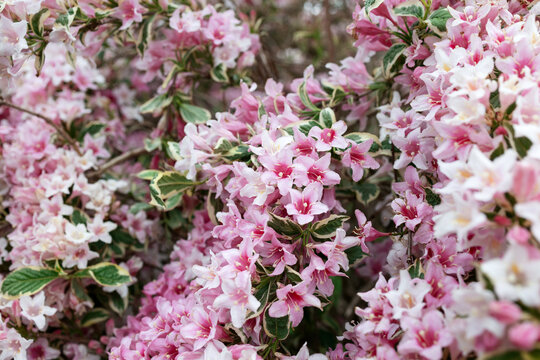 Pink Variegated Weigela Flowers Blooming in Spring Garden Close Up