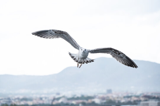 fliegende M&ouml;we von vorne