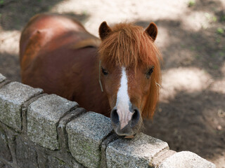 Brown adult pony Equus ferus caballus looking over stone wall in outdoor enclosure. Concept of friendly farm animal, rural tourism and countryside lifestyle. © Natallia