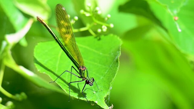 video of a beautiful dragonfly in summer