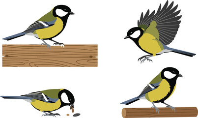 Great Tit Bird Vector Illustration Set Featuring Garden Birds Perching Flying and Feeding on Seeds Isolated on White Background for Nature and Wildlife Designs © MdShamim