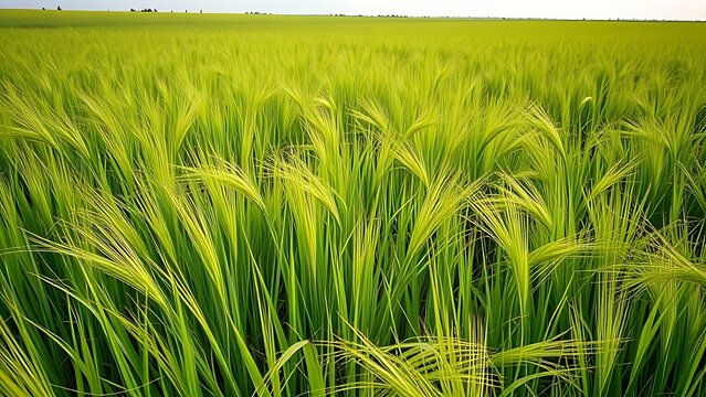 ryegrass. A dense meadow of green ryegrass waving in a gentle breeze. gardening catalogs, home-decor guides, designed for gardening and botanical catalogs, used by government communicators.