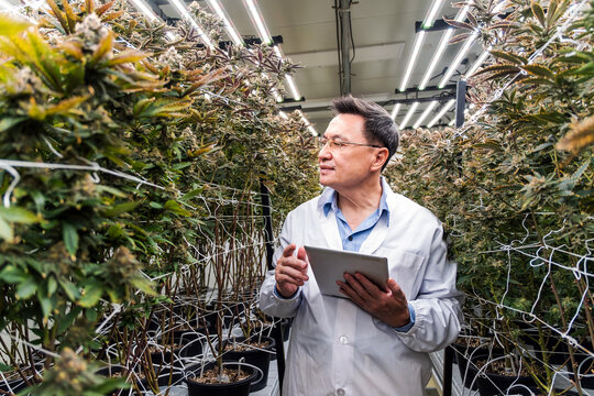 A researcher in a lab coat inspects cannabis plants in an indoor grow room, using a tablet under bright LED lights and trellis nets.
