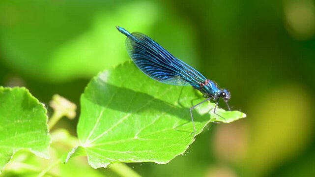 video of a beautiful dragonfly in summer