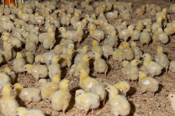 chickens in a poultry farm on a litter of sawdust, chickens of a meat breed in yellow fluff , industrial chicken farming to provide meat products © rsooll