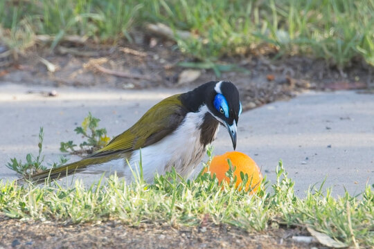 Blue-faced Honeyeater (Entomyzon cyanotis) on the ground attempting to eat an orange, Victoria, Australia.