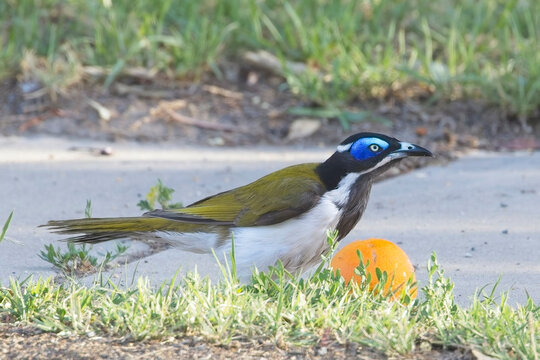 Blue-faced Honeyeater (Entomyzon cyanotis) on the ground attempting to eat an orange, Victoria, Australia.