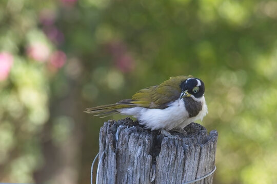 Blue-faced Honeyeater (Entomyzon cyanotis) perched on a post, Victoria, Australia.
