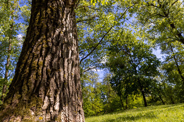 Obraz premium spring park with deciduous trees, early summer