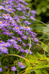 Obraz premium autumn purple flowers, meadow field
