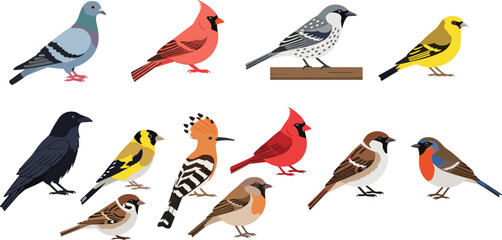 Diverse Bird Species Vector Set featuring Pigeon, Cardinals, Finch, Woodpecker, and Sparrows for Wildlife Illustration, Educational Graphics, Ornithology Guides, and Nature Design Projects © MdShamim