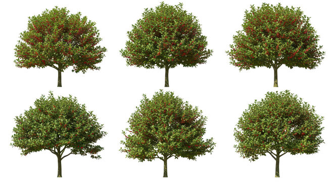 Cherry Tree Varieties with Red Berries: Digital Asset Collection, Transparent Background