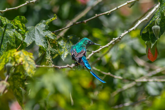 aves de Colombia 