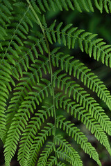Fototapeta premium Green fern leaf background in a forest
