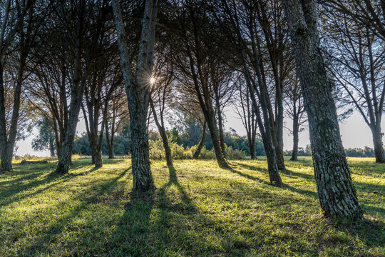 Bosque de pinheiros-manso em Bag&eacute; RS