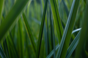 Fototapeta premium Sunlit green reeds in shallow depth of field