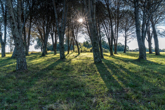 Bosque de pinheiros-manso em Bag&eacute;, Rio Grande do Sul, Brasil.