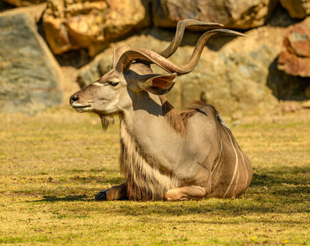 greater kudu (Tragelaphus strepsiceros) male laying on ground