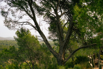 Fototapeta premium A large tree is visible in a landscape filled with greenery. The background features rolling hills and a cloudy sky. This scene captures nature in a peaceful outdoor space