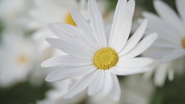 Cinematic close up footage of daisies with soft green background