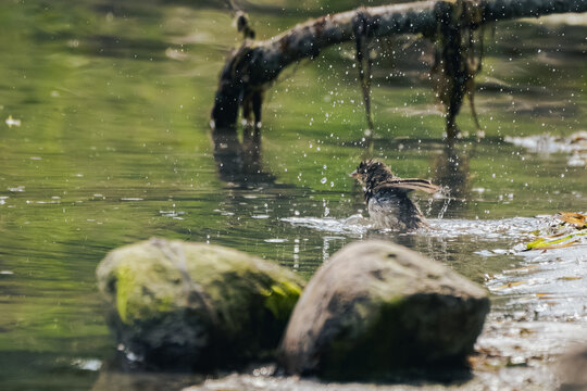 Sparrow bathing and splashing in shallow water on the Baltic Sea shore near Putbus on the Island of R&uuml;gen, Germany
