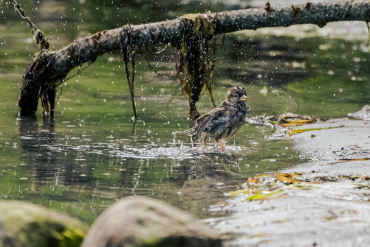 Wet sparrow shaking off water droplets while standing in the shallows of the Baltic Sea shore near Putbus on R&uuml;gen Island, Germany