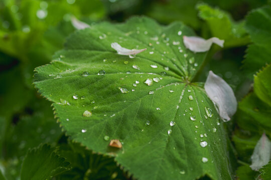 Lady's mantle leaf with clear water droplets and fallen white flower petals in a garden near Putbus, Island of R&uuml;gen, Germany