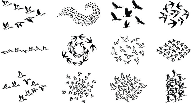Flying Bird Silhouette Collection Featuring Flocks, Swarms, Circular Flight Patterns, and Migrating Wildlife Vector Illustration Designs