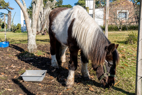 Cavalos em ch&aacute;cara, Bag&eacute;, Rio Grande do Sul, Brasil.