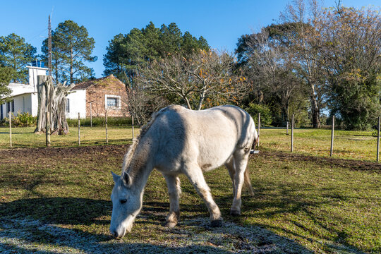 Cavalos em ch&aacute;cara, Bag&eacute;, Rio Grande do Sul, Brasil.