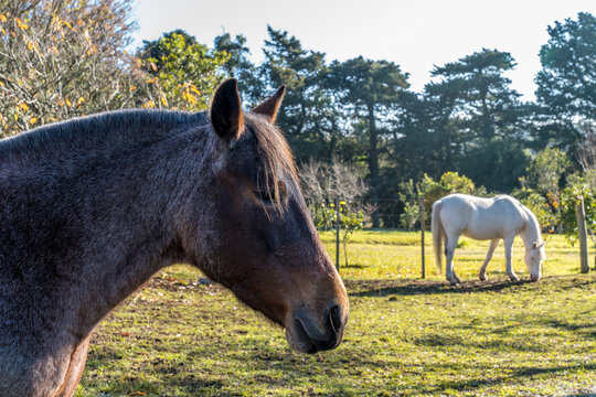 Cavalos em ch&aacute;cara, Bag&eacute;, Rio Grande do Sul, Brasil.