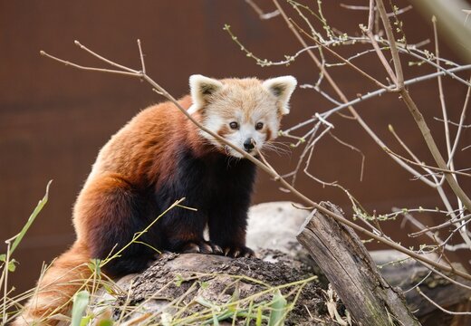red panda in the zoo