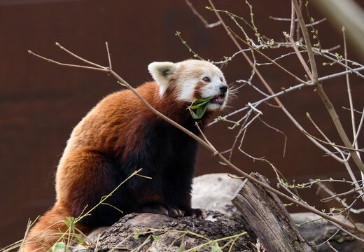 red panda bear