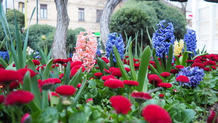 Colourful Terry Hyacinthus bulbous herb and Red Bellis perennis English daisy, spring-blooming perennials. Flowerbed lawn design. Fragrant Blue, white, pink, yellow, red and burgundy flowering plants. © Julija