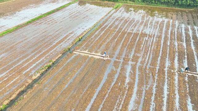 Farmers walking through flooded rice fields