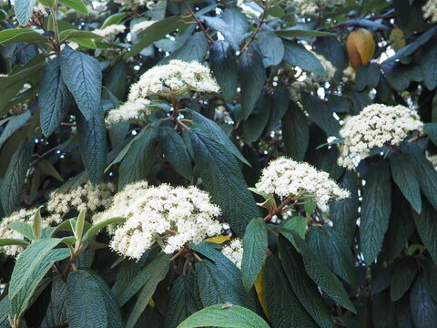 Viburnum rhytidophyllum or leatherleaf viburnum is species of flowering plant in Viburnaceae. Vigorous, coarsely textured evergreen shrub with fragrant creamy-white flowers bloom in cluster in spring.