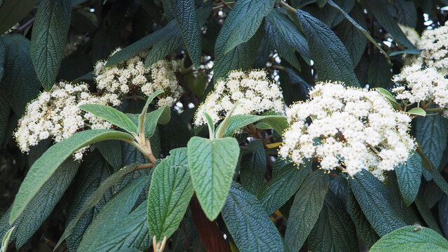 Viburnum rhytidophyllum or leatherleaf viburnum is species of flowering plant in Viburnaceae. Vigorous, coarsely textured evergreen shrub with fragrant creamy-white flowers bloom in cluster in spring.