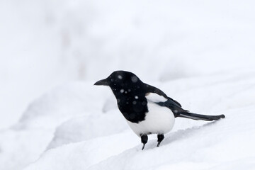 Black-billed Magpie (Pica hudsonia) in the snow  Grand Teton NP  Wyoming © Tom